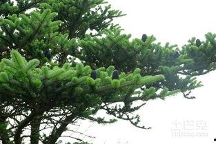 长春树,探寻东北绿宝石的生态传奇