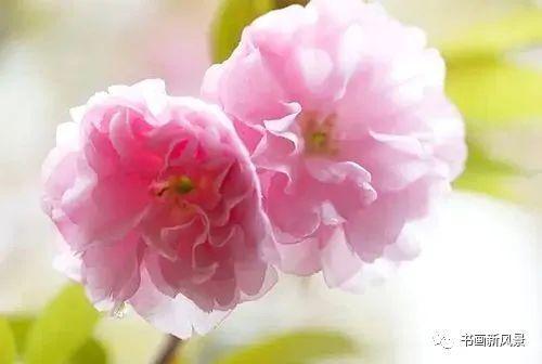 等一束花开,时光里的温柔与坚韧